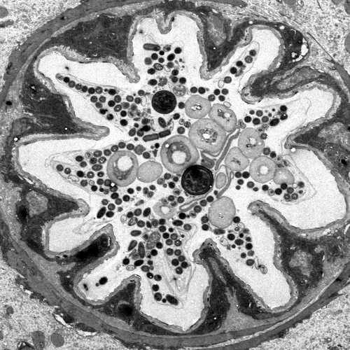 A cross section of the fruit fly gut that is preferentially colonized by the bacterium Lactobacillus plantarum.