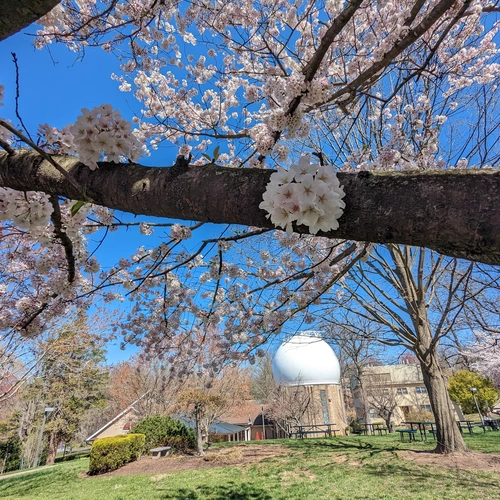 Campus in Spring