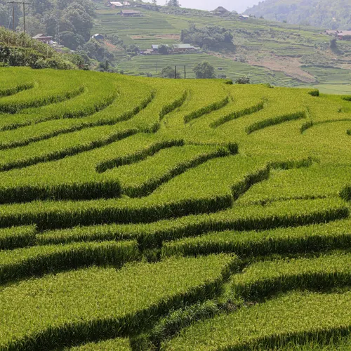 Terraced rice fields in Vietnam. Photo by Nathan Cima courtesy of Unsplash.  