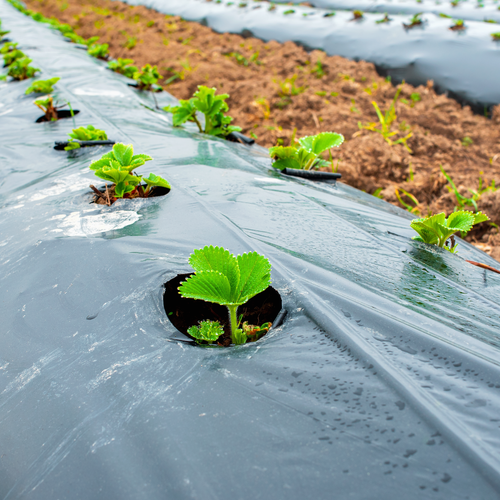 Caption: Mulching on a strawberry farm. Image purchased from Shutterstock. 