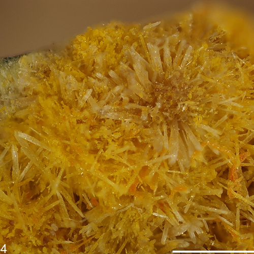 Yellow needle-like crystals of the mineral rutherfordine. Photo is courtesy of The RRUFF Project @RRUFF.info.