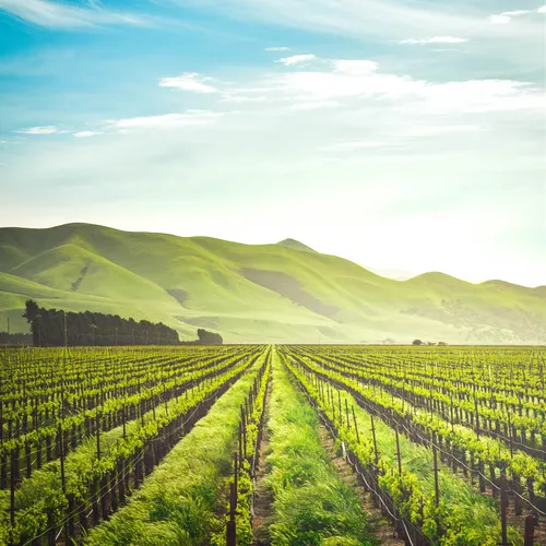 Neat agricultural rows with green mountains in the background. 