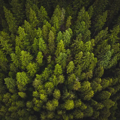 Overhead view of treetops