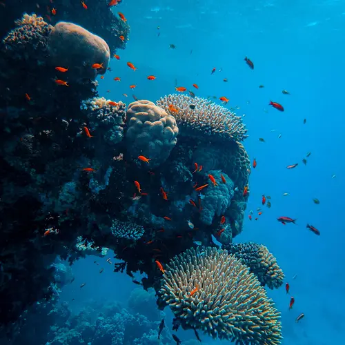 Fish teem around a coral reef