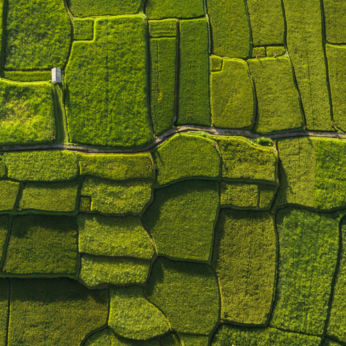 Differently sized agricultural plots as viewed from above