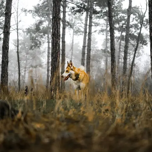 Norwegian lundehund