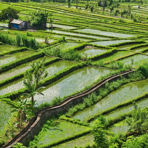 Rice paddy as seen from overhead
