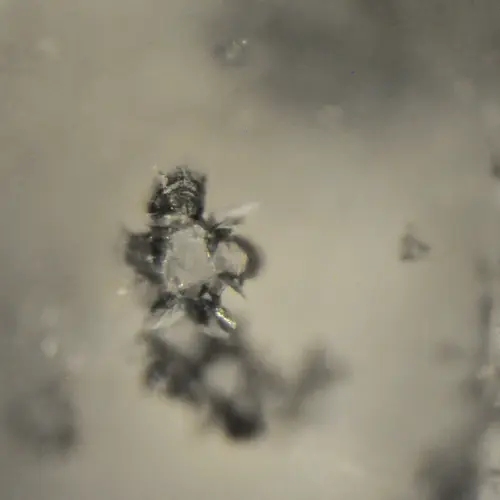 Ca-silicate inclusion inside a diamond from Kankan, Guinea. Photo credit: Margo Regier.