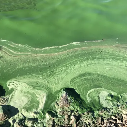 The Nature Water cover image shows cyanobacterial scum from a harmful algal bloom in Milford Lake located in Kansas, United States. Cyanobacterial toxins such as microcystin produced by these blooms threaten water resources around the globe. Regions with the highest risk for elevated microcystin concentrations are expected to shift to higher latitudes under global warming. Image is courtesy of Ted D. Harris, Kansas Biological Survey and Center for Ecological Research, University of Kansas.