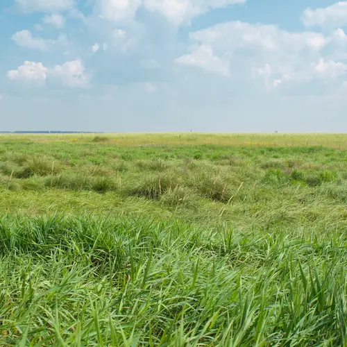 Grassland under clear skies