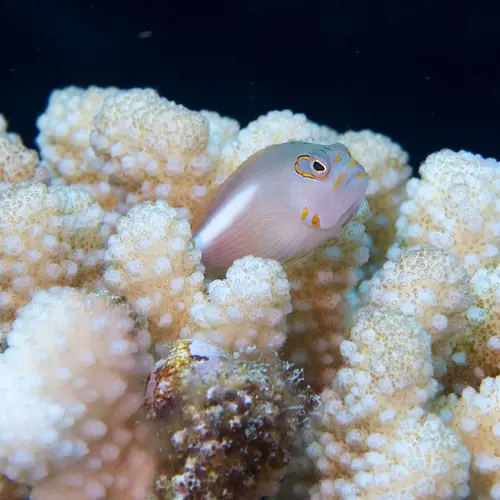 Underwater photograph of coral and the life the it supports near Lizard Island