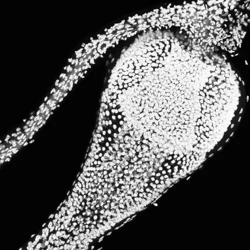 This immunofluorescence image highlights the foregut cell nucleus including the major foregut epithelia organ, the proventriculus, that produces the peritrophic matrix.  Image courtesy of Haolong Zhu. 