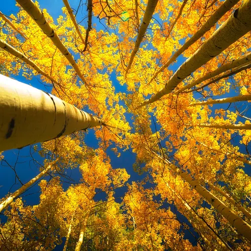 looking upward in a grove of aspen trees with golden yellow leaves and bright blue sky