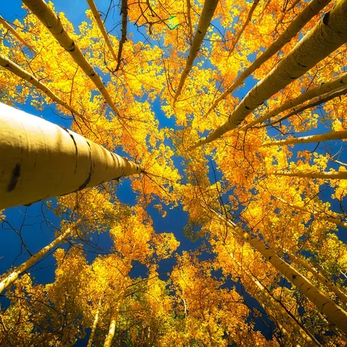 Looking up at blue skies through golden aspen leaves. Purchased from Shutterstock