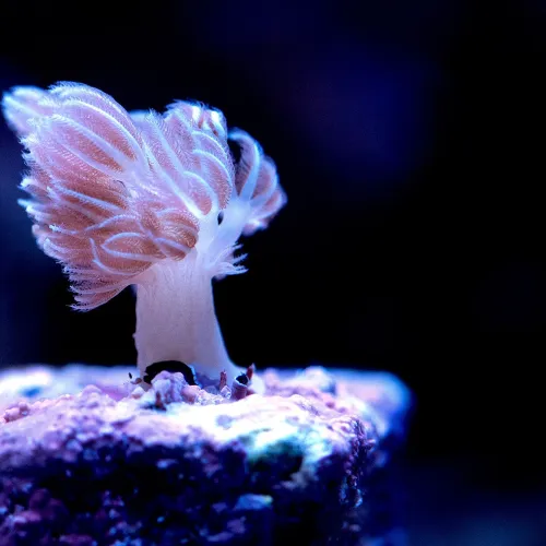 Xenia Coral Alone