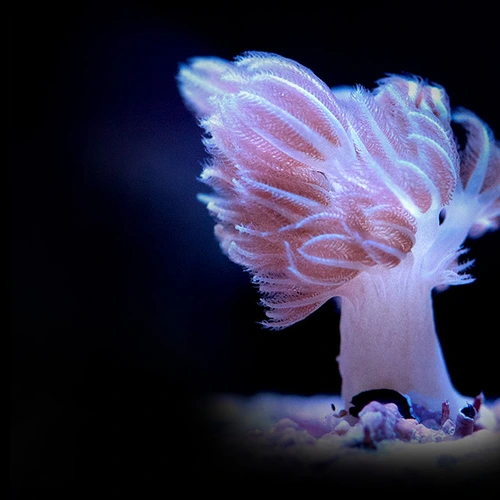 Xenia Coral