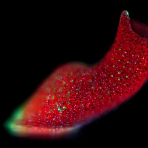 This acoel is a marine worm with symbiotic algae that is capable of regeneration. Fluorescence imaging shows the algal cells in red, and the acoel cells in blue and green. Courtesy Dania Nanes Sarfati