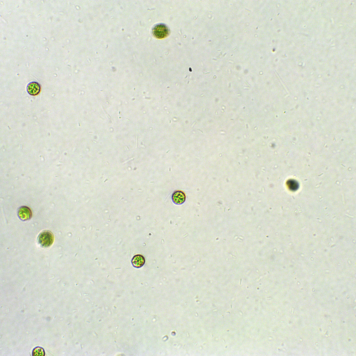 Chlamydomonas under the microscope
