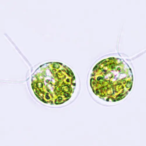 Chlamydomonas under the microscope