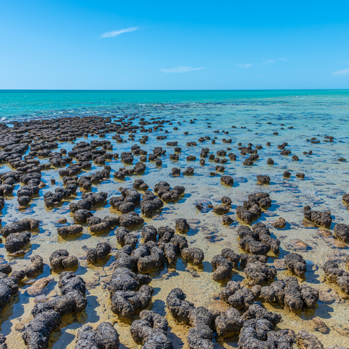 Stromatolites at Hamelin pool in Australia