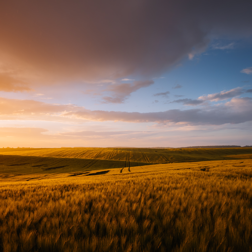 Ukrainian wheat fields