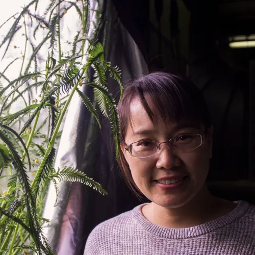 Postdoc Huiqiao Pan with newly-sprouted Aeschynomene afraspera plants