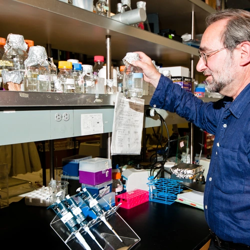 Arthur Grossman in the lab in 2014