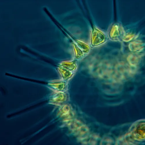 Green phytoplankton coils in blue water, magnified by a microscope - Elena Lichtman