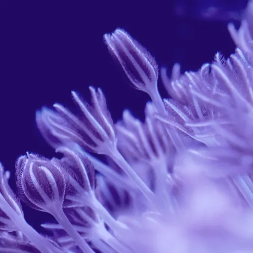 Coral _Purple Banner_ 2023 Yearbook