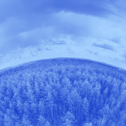 Trees and sky in blue