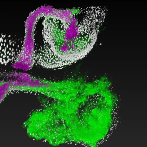 Caption: Lactobacillus, a beneficial bacterial species (magenta), attaches to specific regions (green) of the fruit fly gastrointestinal tract (white). Image is courtesy of Ren Dodge/Carnegie Science.