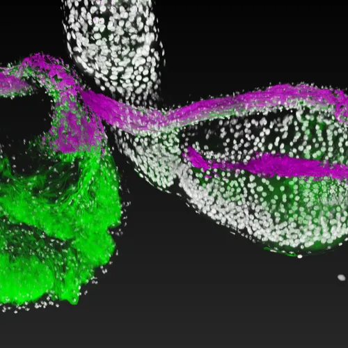 Lactobacillus, a beneficial bacterial species (magenta), attaches to specific regions (green) of the fruit fly gastrointestinal tract (white). Image is courtesy of Ren Dodge/Carnegie Science.