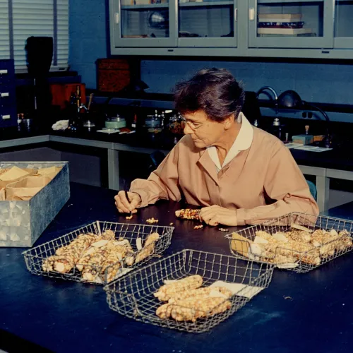 Barbara McClintock working with maize in the lab