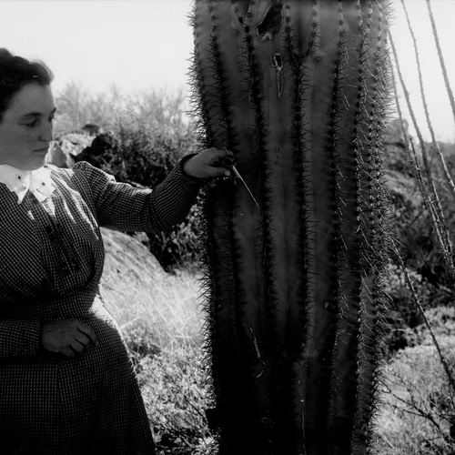 Effie Spalding measuring a cactus