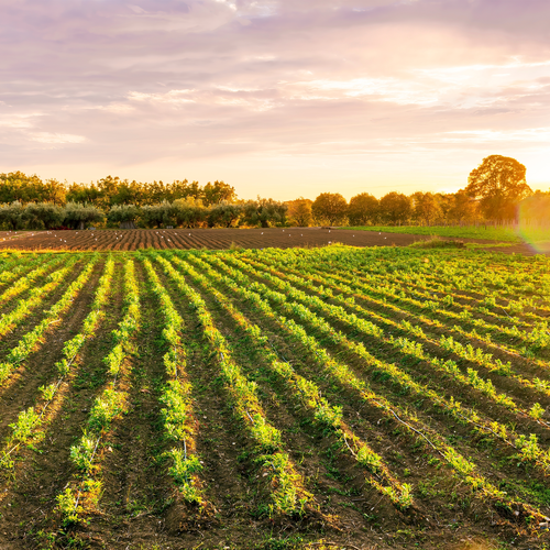 Sun rises over a farm with neat rows of crops