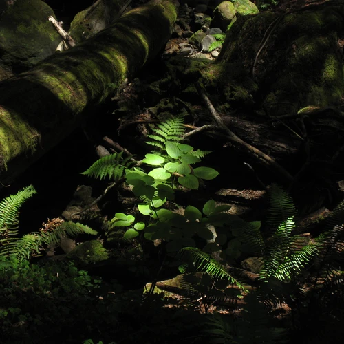 Plants and a log on the forest floor with dappled sunlight