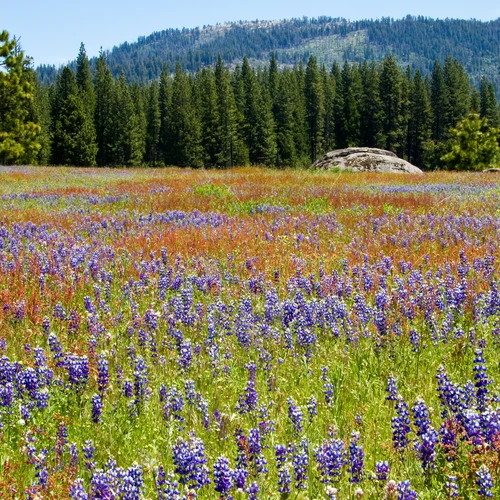 A meadow in Yellowstone National Park