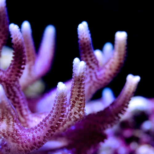 Green and pink thin birdsnest coral