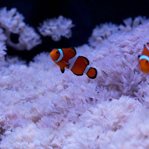 Clownfish swim among coral