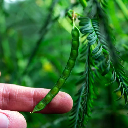 Newly-sprouted Aeschynomene afraspera