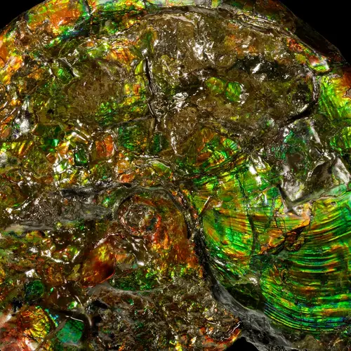 Iridescent opalized ammonite. Credit Dr. Robert Lavinsky