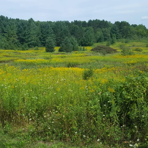 Grassland with forest on the horizon