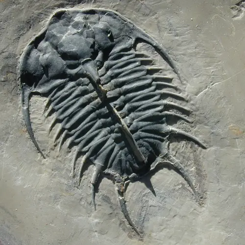 This 500-million-year-old trilobite from Utah has an organic-rich carapace that preserves a record of the original biomolecules. Credit: Robert Hazen.