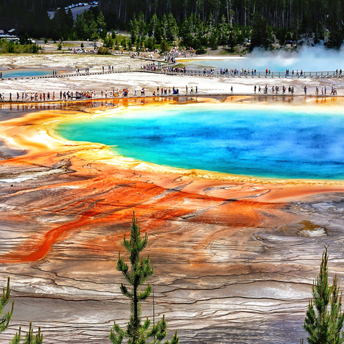 Hot spring surrounded by evergreen trees