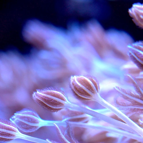 Xenia growing in Carnegie Science's coral reasearch facility