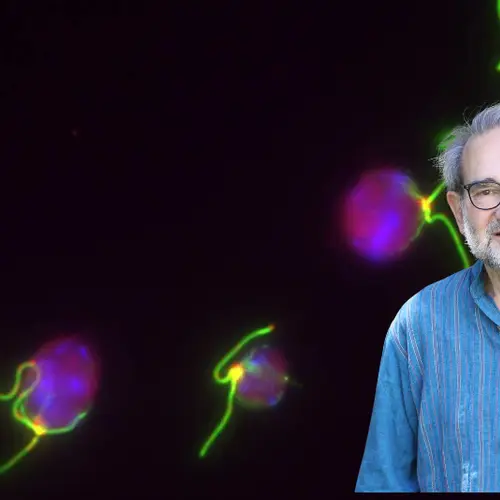 Arthur Grossman superimposed over Chlamydomonas cells