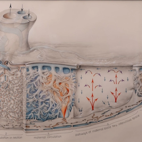 Ramsey Placenta Drawing by Crosby