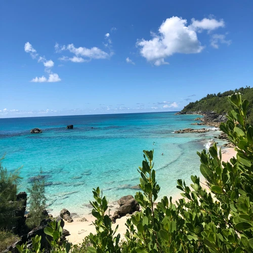 Beach in Bermuda surrounded by green shrubs and bushes