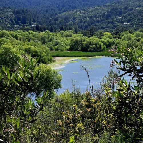 The reservoir at Jasper Ridge Biological Preserve sparkles in the sunlight