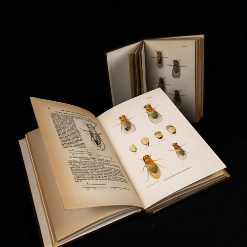 Dosophila plates
